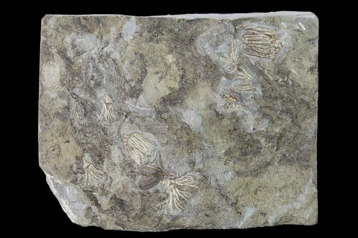 Five Species of Crinoids on One Plate - Gilmore City, Iowa #148697